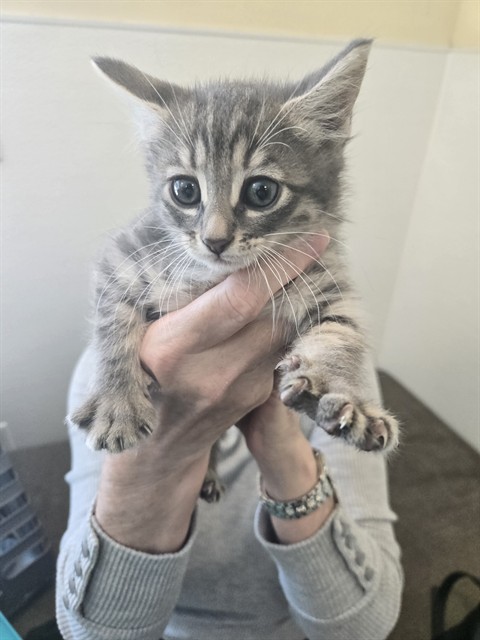 Little Gal
