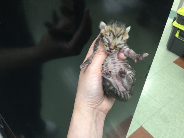 Adoptable Cat
