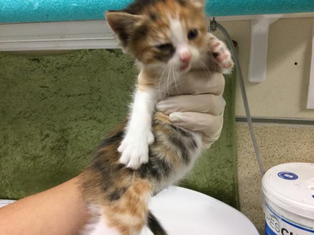Savannah