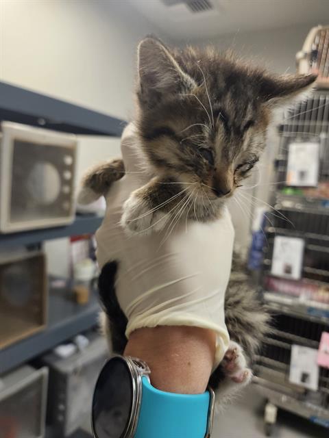 Adoptable Cat