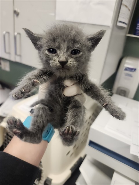 Adoptable Cat