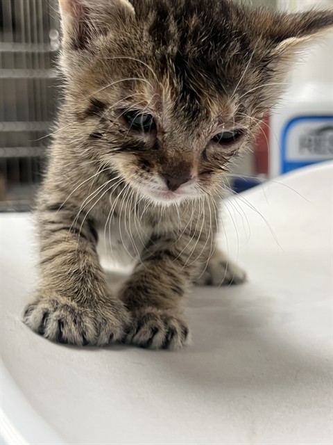Adoptable Cat