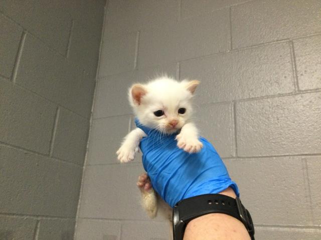 Adoptable Cat