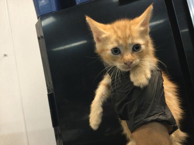 Adoptable Cat