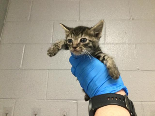 Adoptable Cat