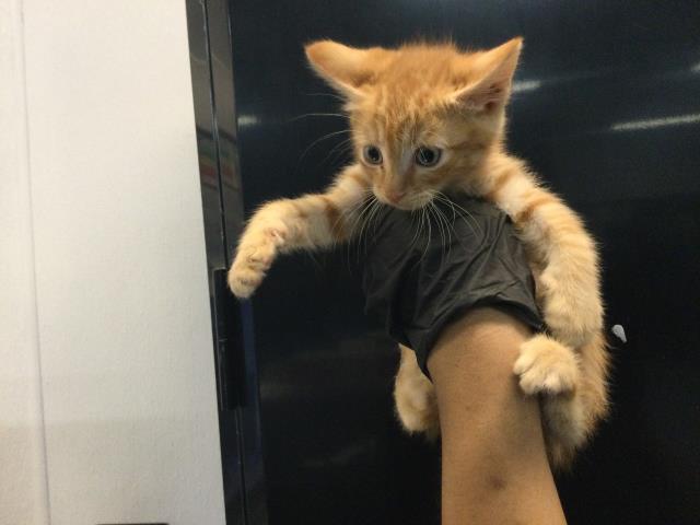 Adoptable Cat