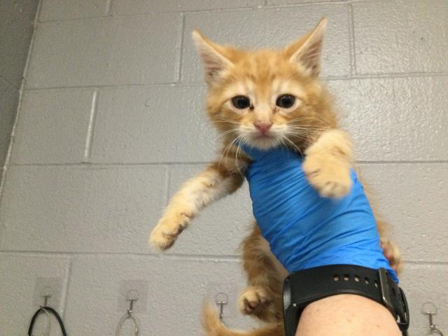Adoptable Cat