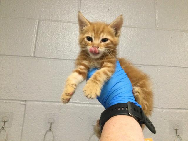 Adoptable Cat