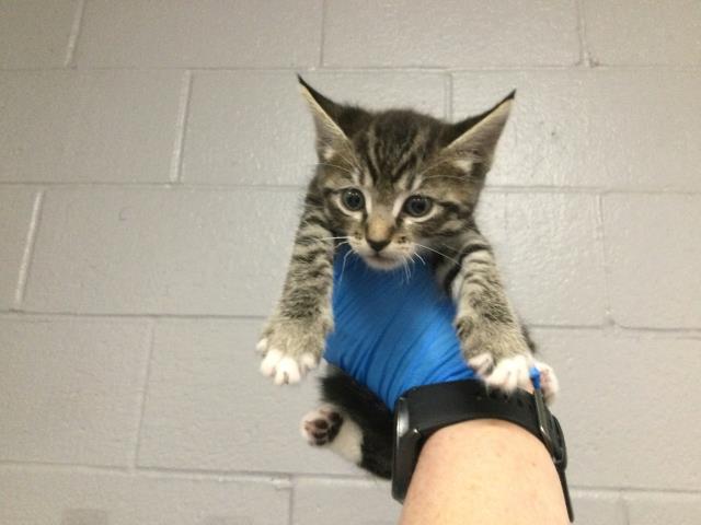 Adoptable Cat
