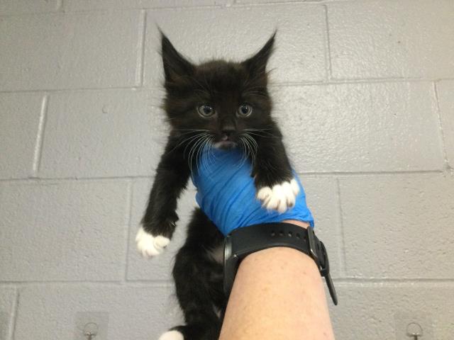 Adoptable Cat