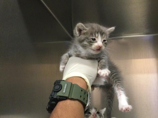 Adoptable Cat
