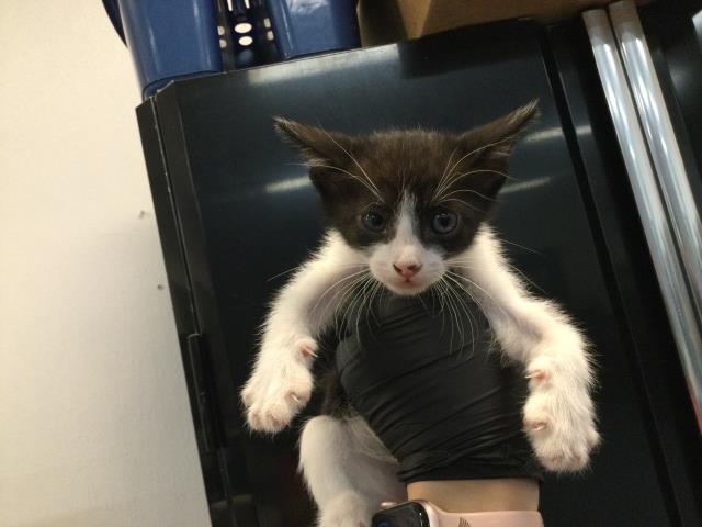 Adoptable Cat