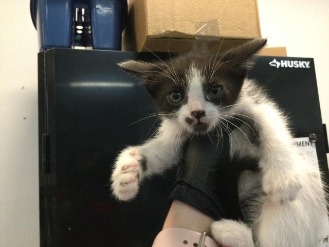 Adoptable Cat