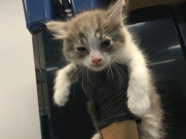 Adoptable Cat