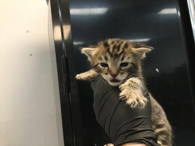 Adoptable Cat