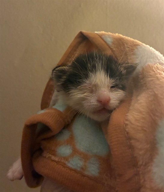 Gandalf