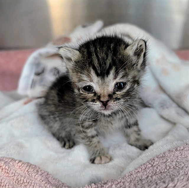 Pip