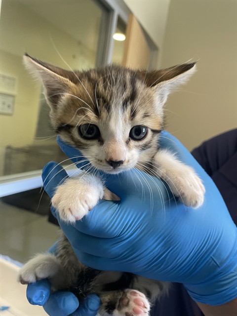 Adoptable Cat