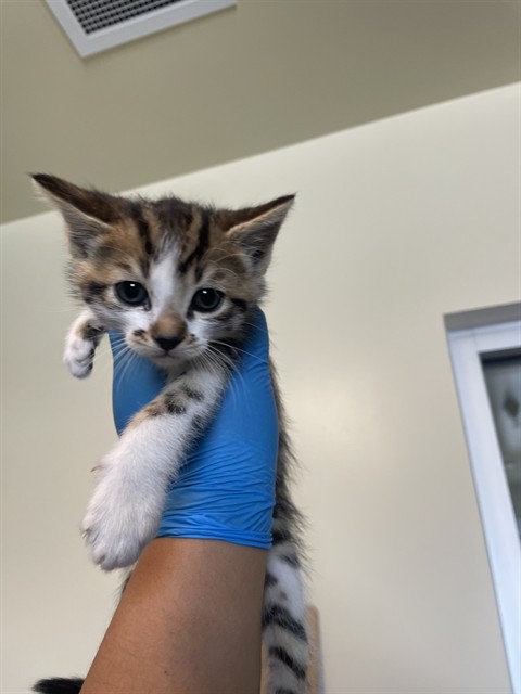 Adoptable Cat