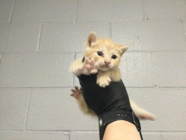 Adoptable Cat