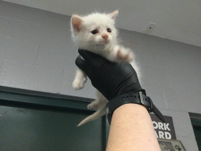Adoptable Cat