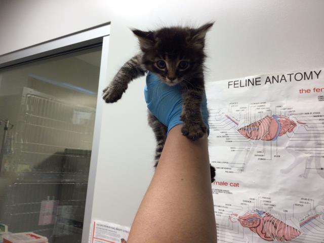 Adoptable Cat