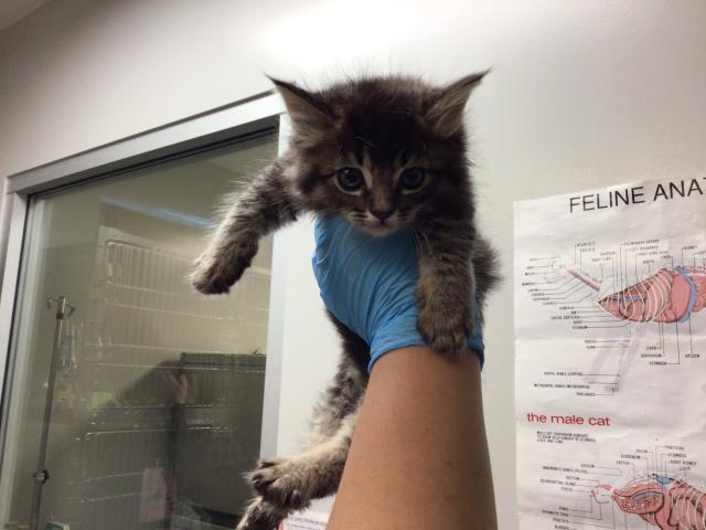 Adoptable Cat