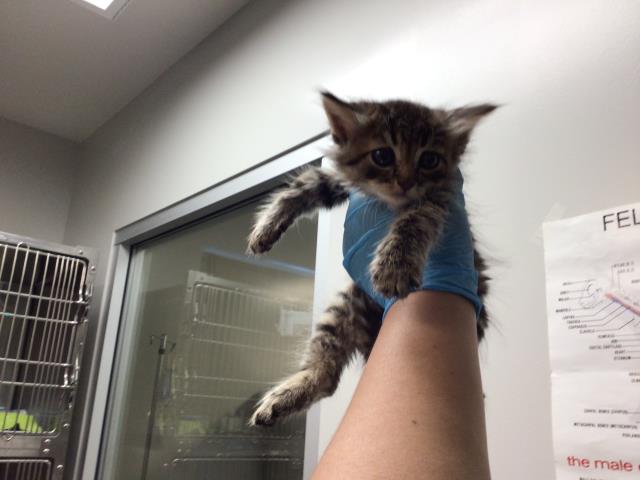 Adoptable Cat