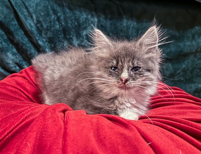 Tribble