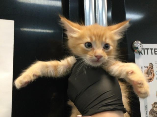 Adoptable Cat