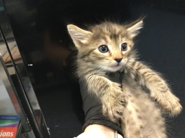 Adoptable Cat