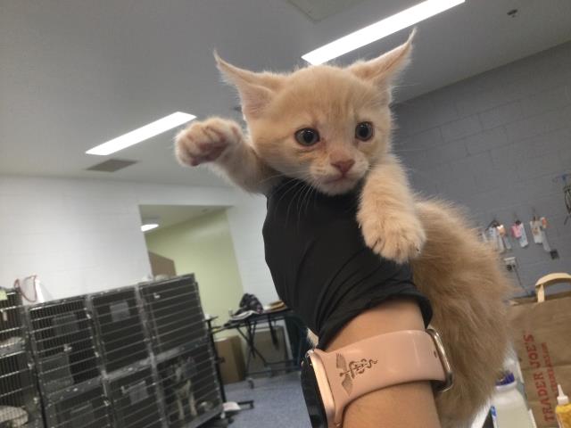 Adoptable Cat