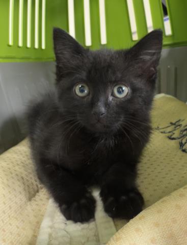 Merlin