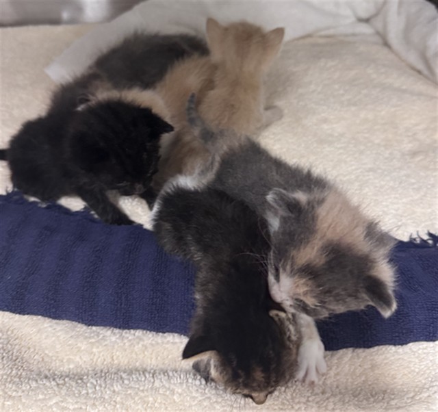 Adoptable Cat