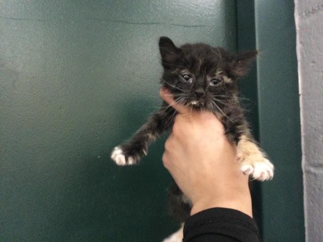 Adoptable Cat