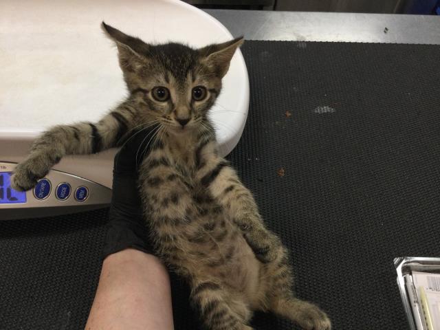 Adoptable Cat