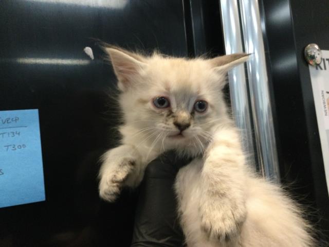 Adoptable Cat