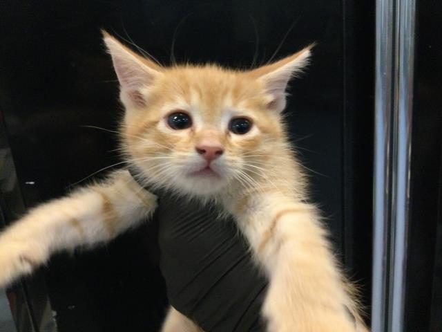 Adoptable Cat