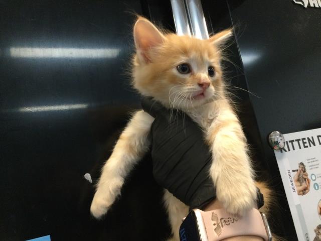 Adoptable Cat
