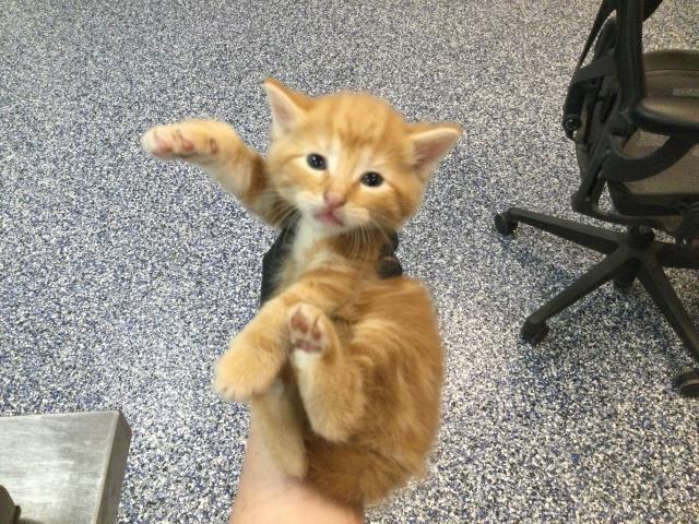 Adoptable Cat