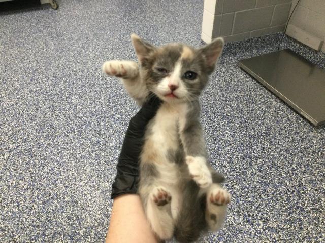 Adoptable Cat