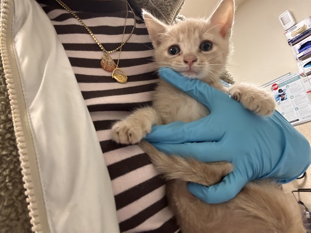 Adoptable Cat