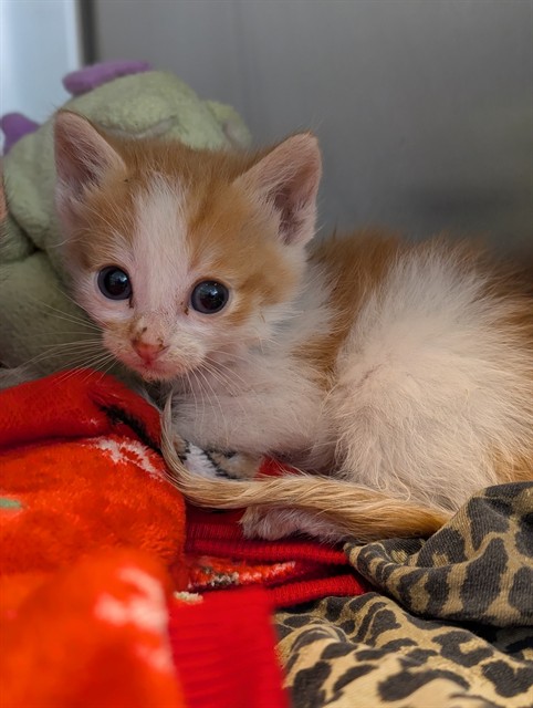 Adoptable Cat