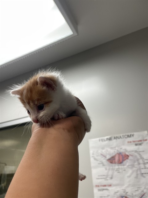 Adoptable Cat