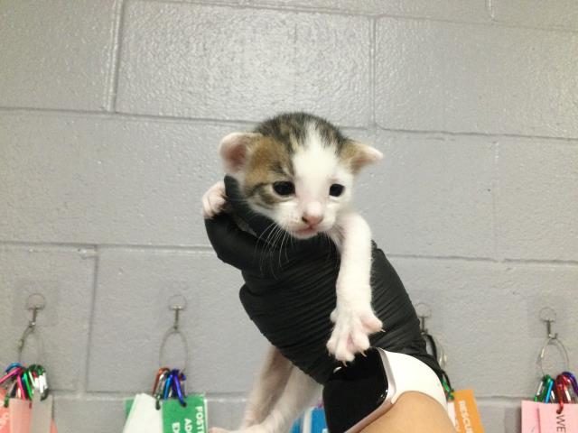 Adoptable Cat
