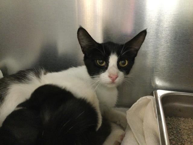 Adoptable Cat