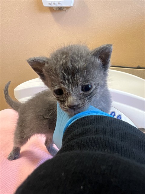 Adoptable Cat