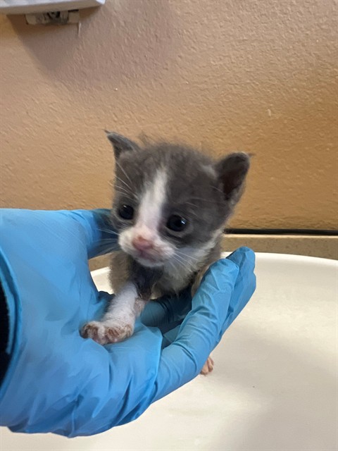 Adoptable Cat
