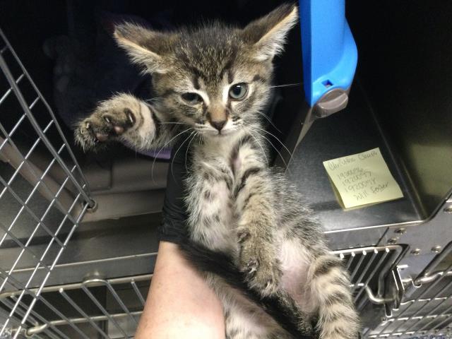 Adoptable Cat