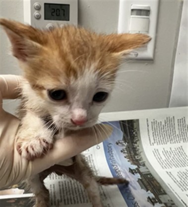 Adoptable Cat